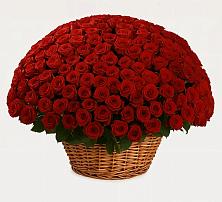 Премиум букет из: Розы в Запорожской